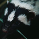 Illustration for article titled Monday Mustelid - Ictonyx striatus Edition